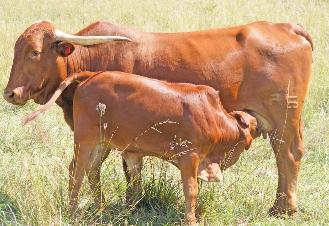 'Farm attacks are a national crisis'