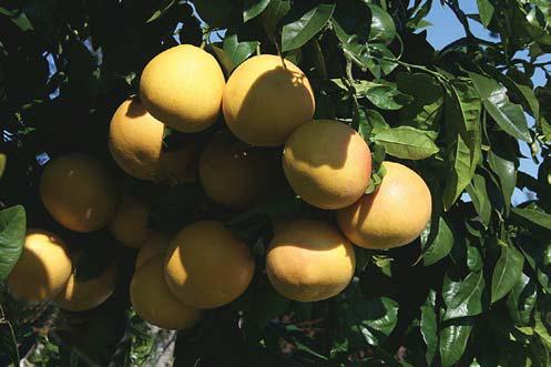 Trump urged to take on Mexico's 'failure' to uphold water treaty