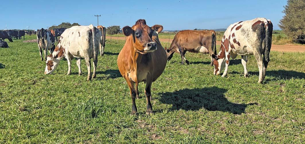 High-performance dairy farming in the Eastern Cape: the Rufus Dreyer approach