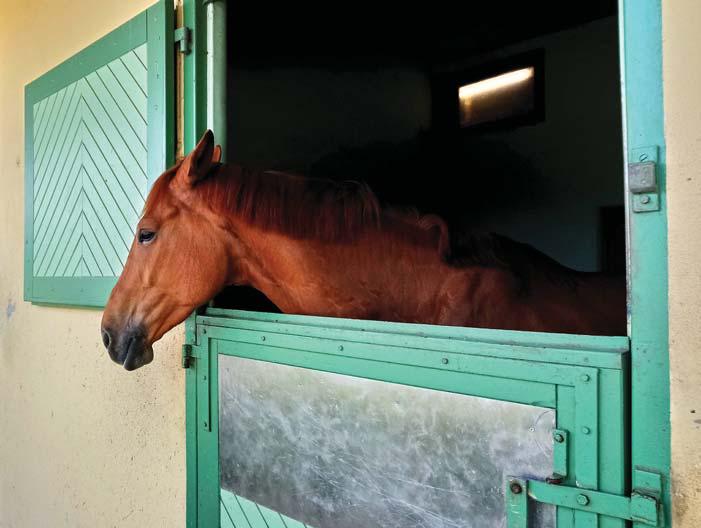 Design your stables and camps to assist in AHS control