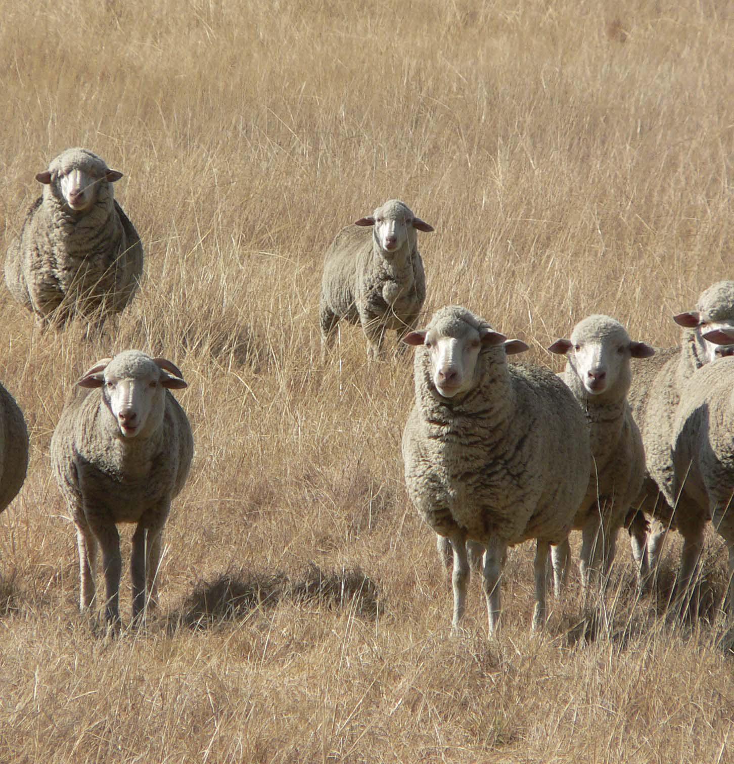 How to plan a pre-sale feeding programme