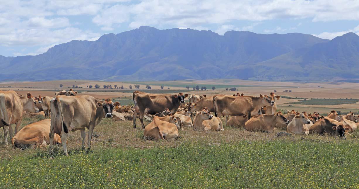 The 'Golden Girls' are driving dairy profits