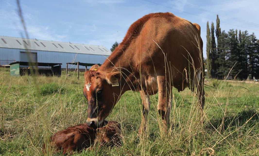 Small management tweaks that can boost dairy profitability