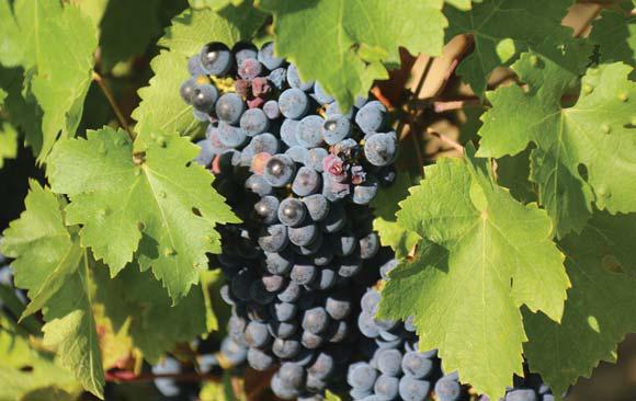 Raisins SA symposium focuses on resilience and competitiveness