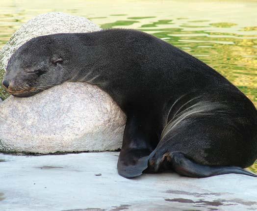 Stay away from Cape fur seals this Christmas!