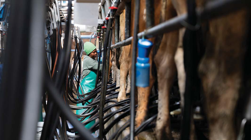 Smart dairying: running Jerseys on pasture