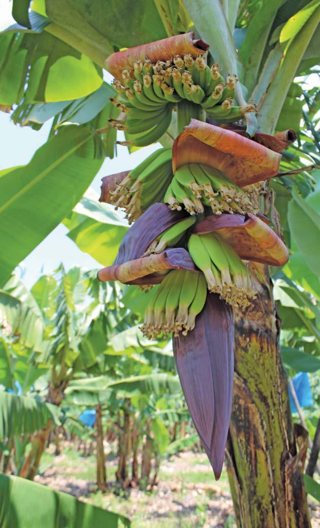 Smart management to revive old banana plantations