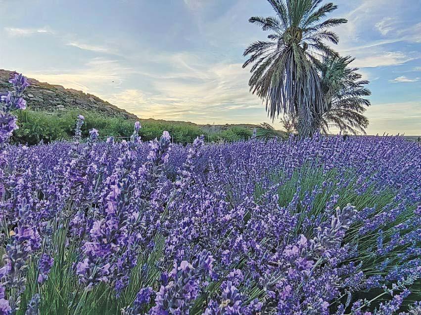 SA's essential oils step into global spotlight