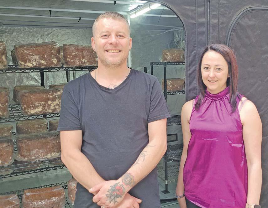 Holy Shiitake: mastering the science of gourmet fungi