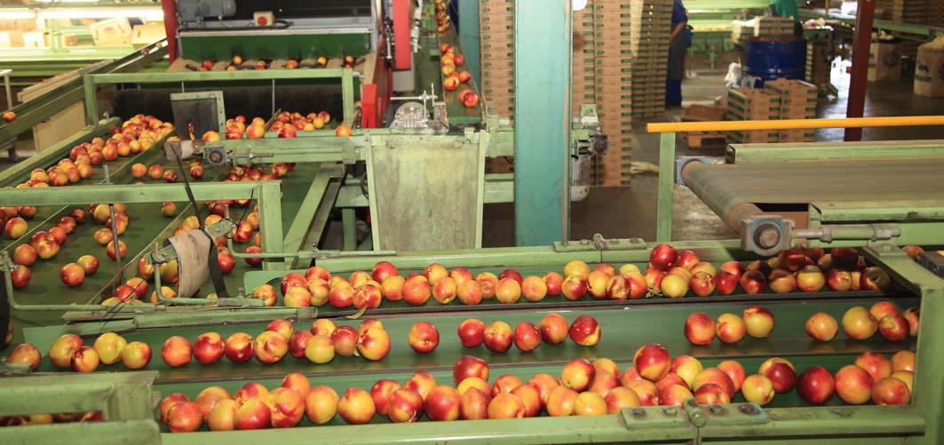 Promising start to stone fruit season