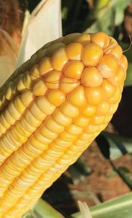Maize looking forward to another promising season