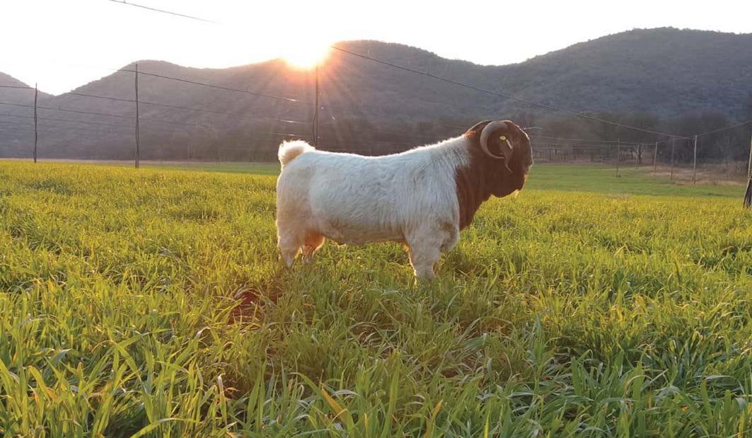 Corporate day job fuels farming dream