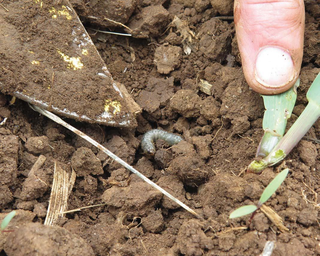 The cutworm scourge, and how to control it