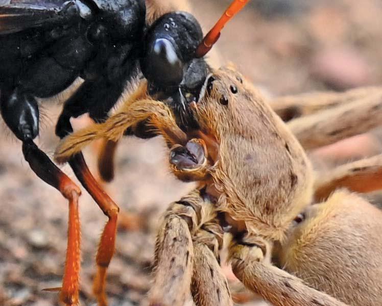 Specialised spider-hunting wasps