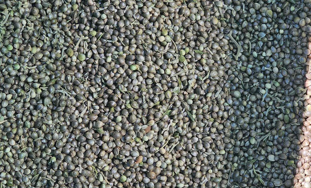 Technology in hemp production