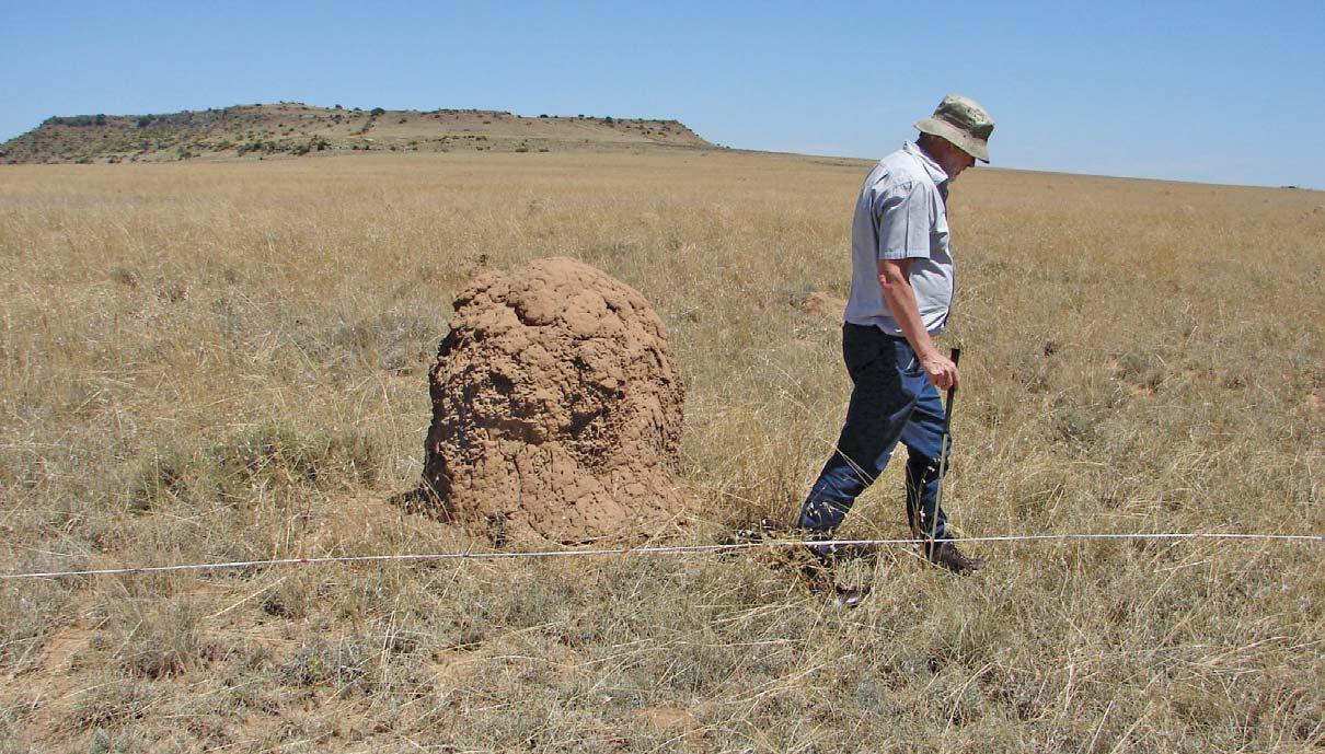 How to manage grazing effectively in South Africa