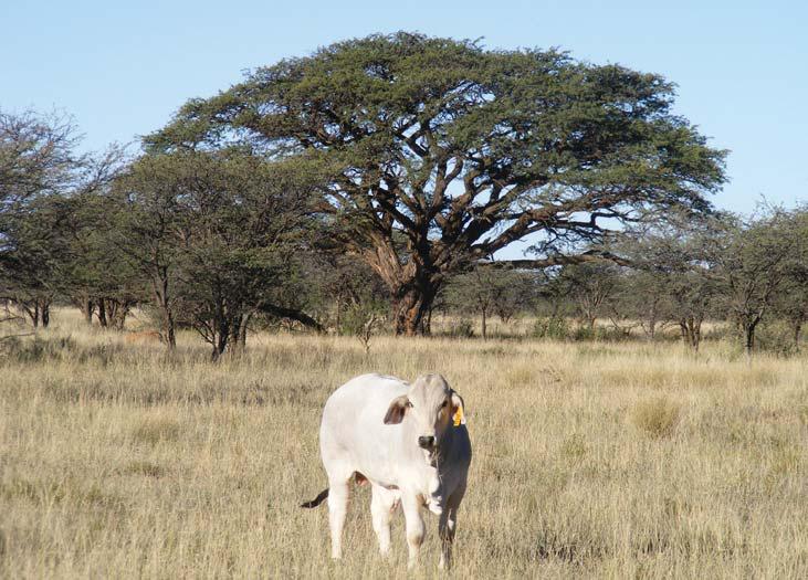 The role of family farmers in sub- Saharan Africa