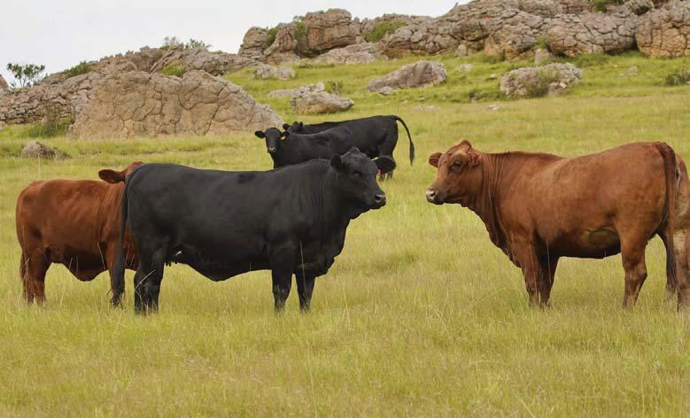 Maximising calving rates: insights from a commercial beef producer