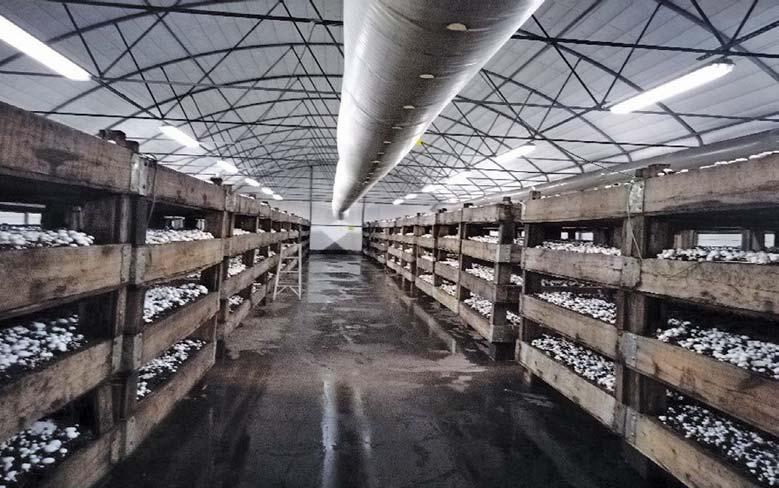 From mushroom waste to livestock feed