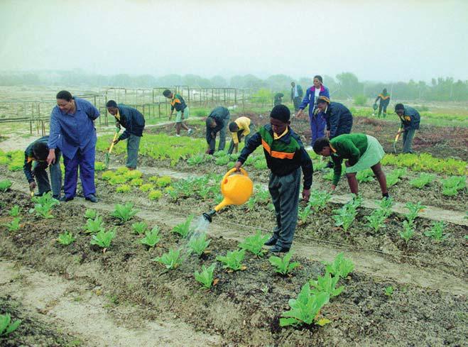 Reconnecting our youth to agriculture