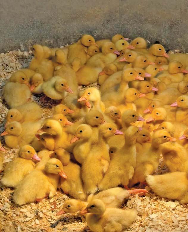 Duck farm takes flight with free-range Pekins