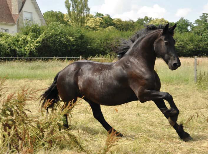 Muddy soil can cause lameness due to footrot
