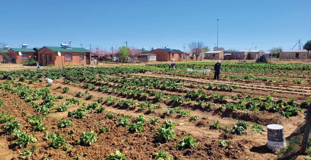 How school nutrition programmes can boost nutrition and drive transformation