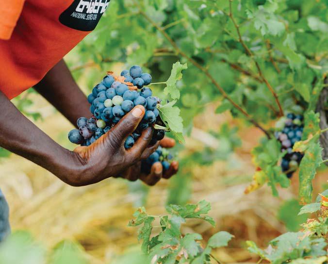 Man vs machine - which works best in SA's farming sector?
