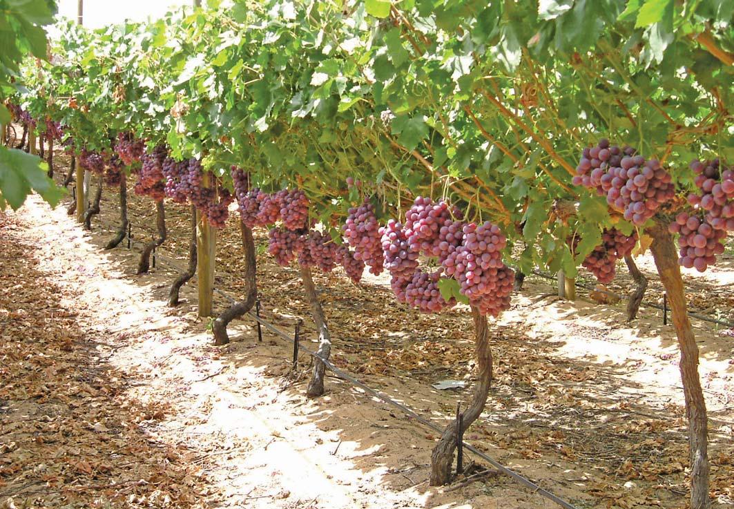 The basics of irrigation during hot weather