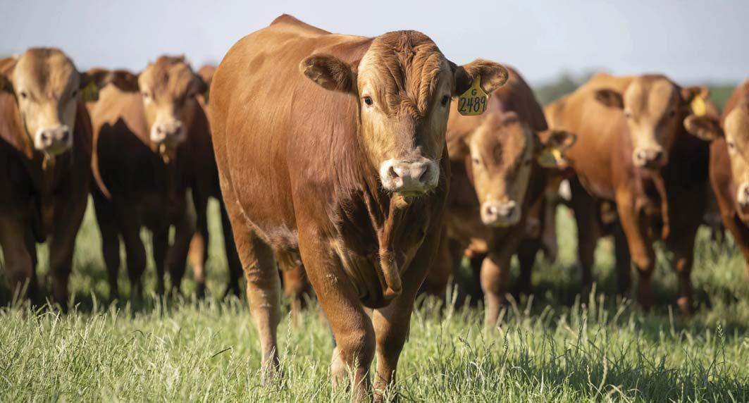 From fire investigation to Wagyu excellence