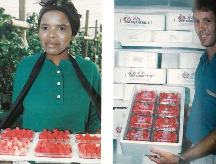Rasberries - the undercover story