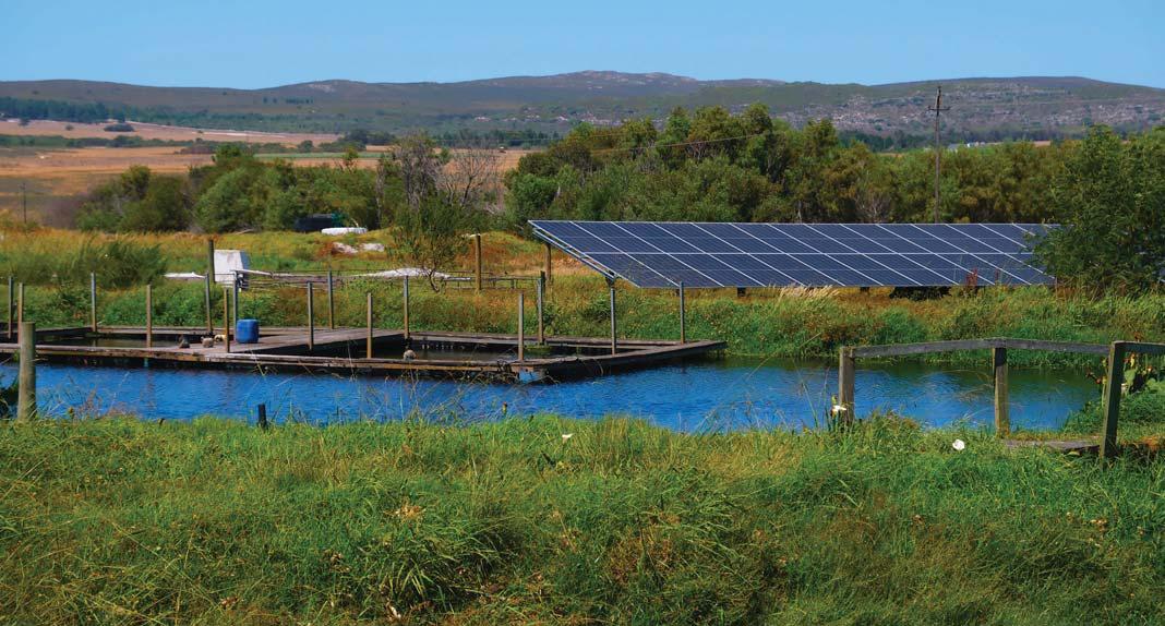 Small is beautiful for budding Overberg trout business