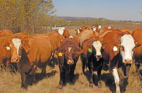 Foot-and-mouth disease project targets waste reduction and regulatory reform