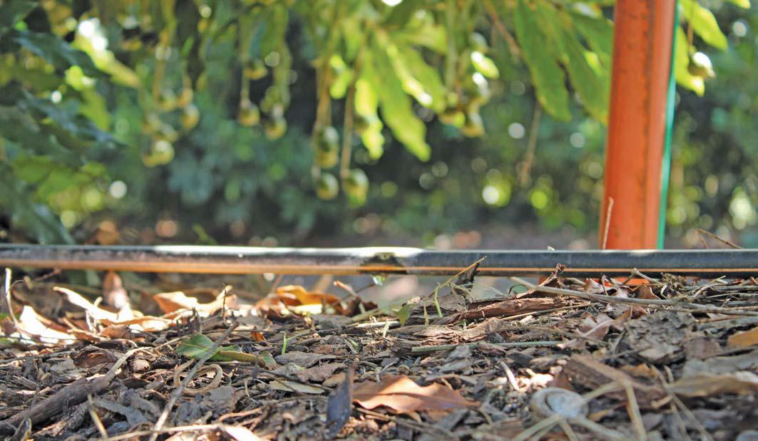 New study reshapes macadamia irrigation