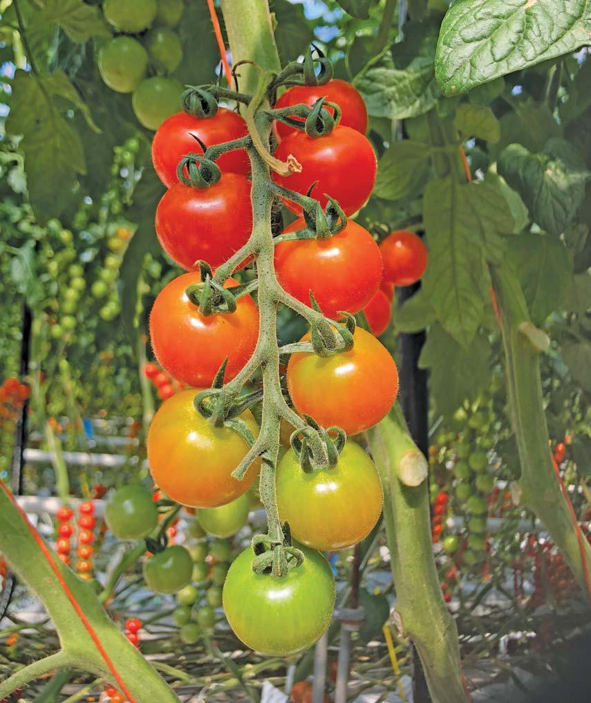 Successful tomato production dependent on holistic approach