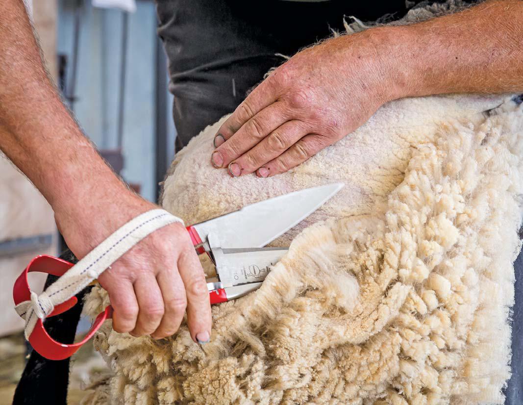 The future of SA wool: refined infrastructure and wool traceability