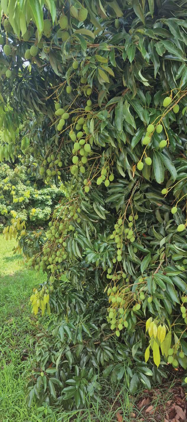 Sweet prospects: the current state of litchi production in South Africa