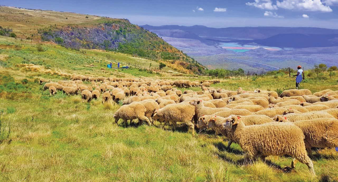 Using data and technology to breed a climate-ready Merino
