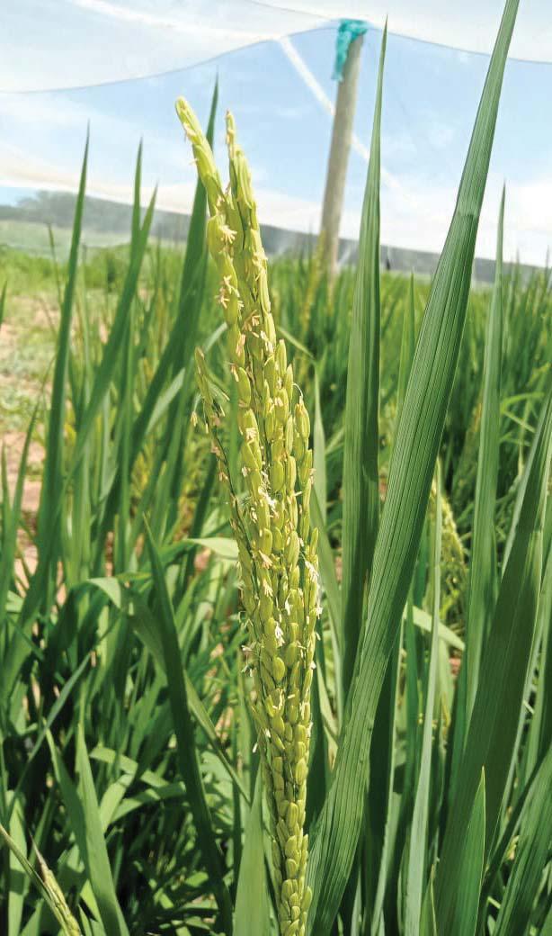 South Africa eyes home-grown rice as ARC expands research efforts