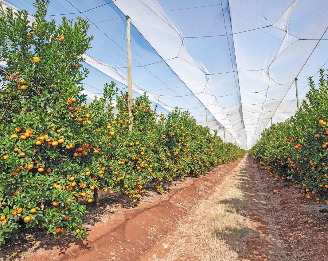 The importance of netting in horticulture