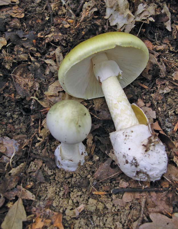 Foragers, beware of these toxic mushrooms!