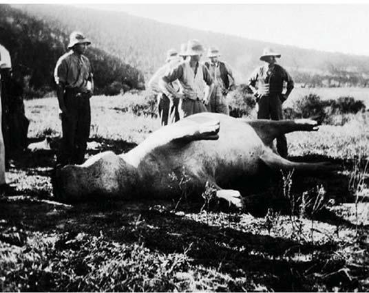 South Africa's famous wandering hippo