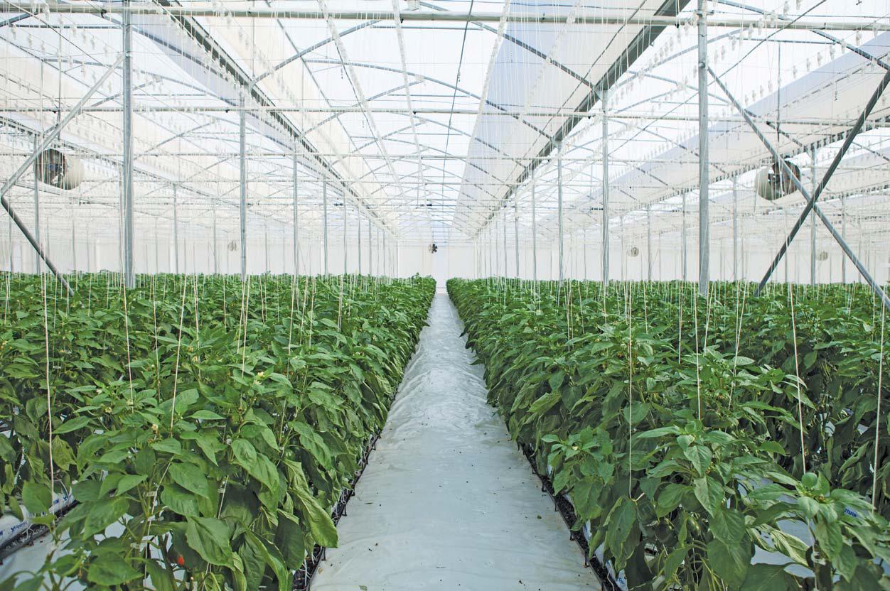 How lighting boosts greenhouse productivity
