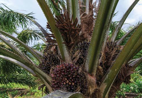 What a West African palm oil project reveals about SA's readiness for EU rules