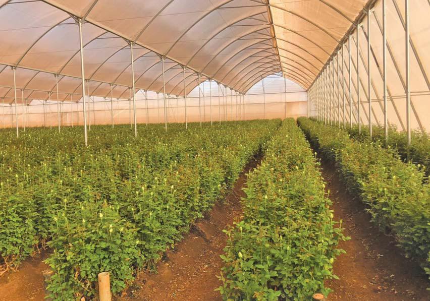 Zimbabwean farmers' undercover success stories