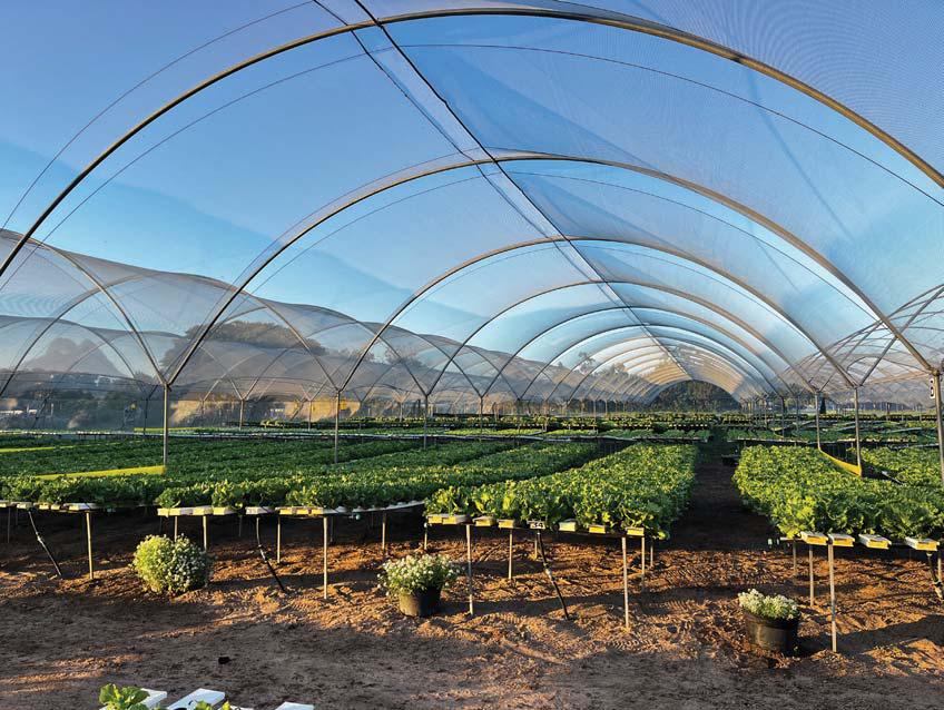 Lettuce grower finds recipe for success in outdoor hydroponics