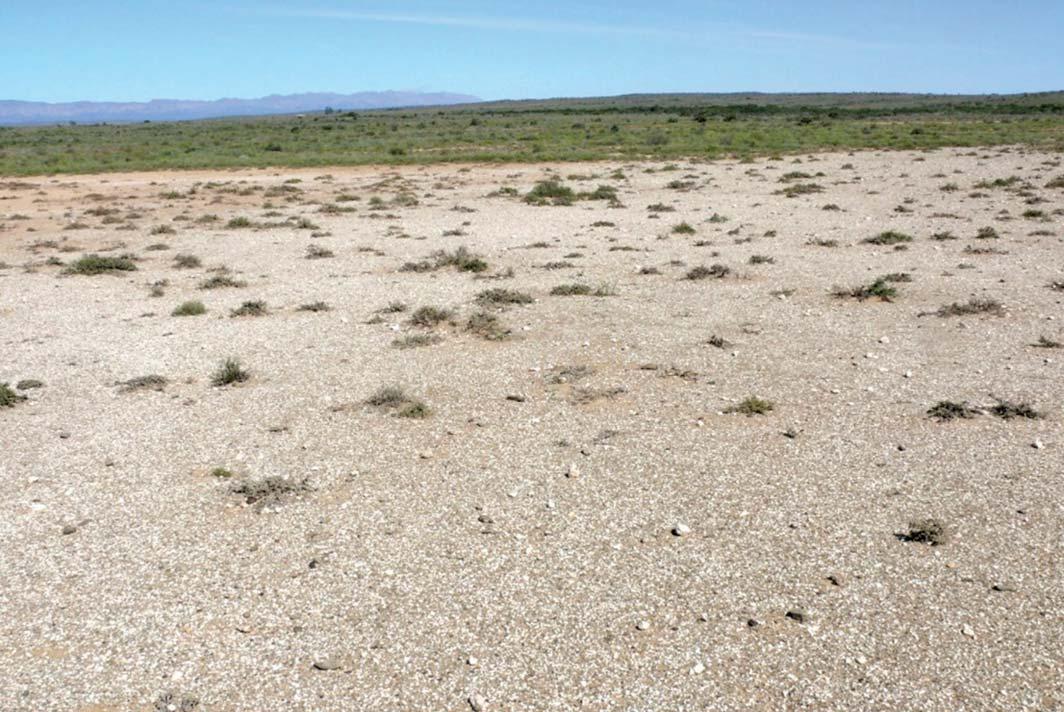 The Karoo's rare dwarf succulents: a lesson in survival