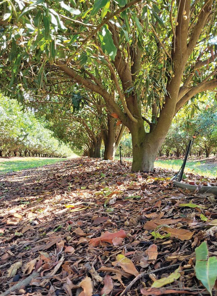 Notable increase in subtropical crops puts pressure on prices