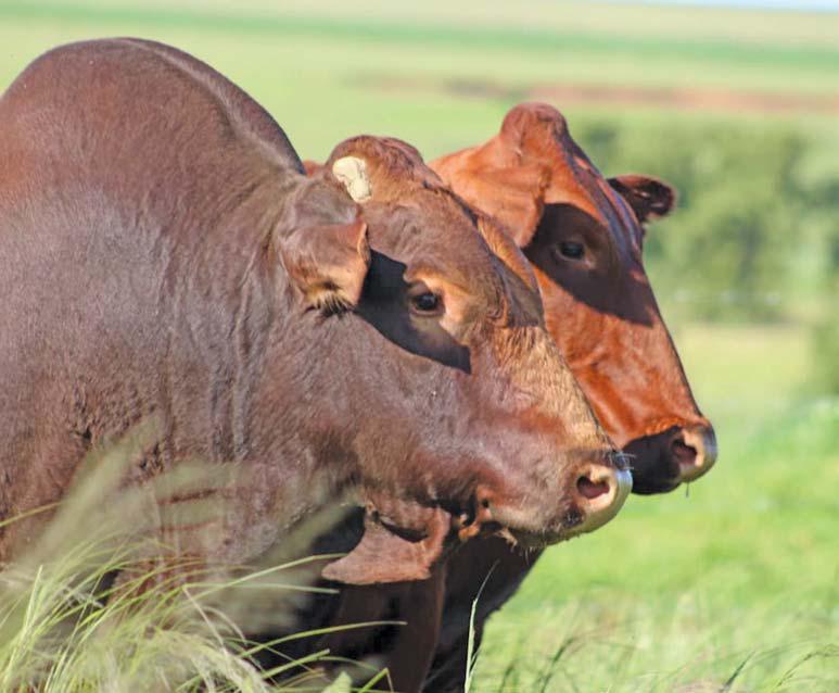 Performance testing made Bonsmara SA's most trusted beef breed