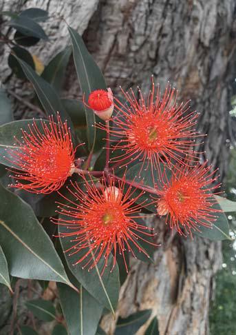 South Africa's magnificent gum trees